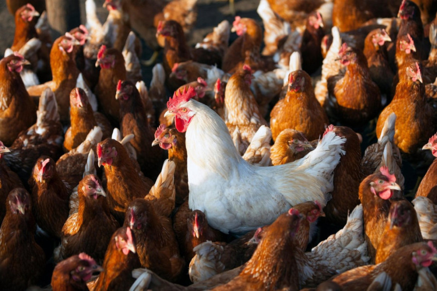 Pilići razdora: Selo teroriše 100 divljih kokošaka koje kokodaču od četiri sata ujutro i privlače pacove