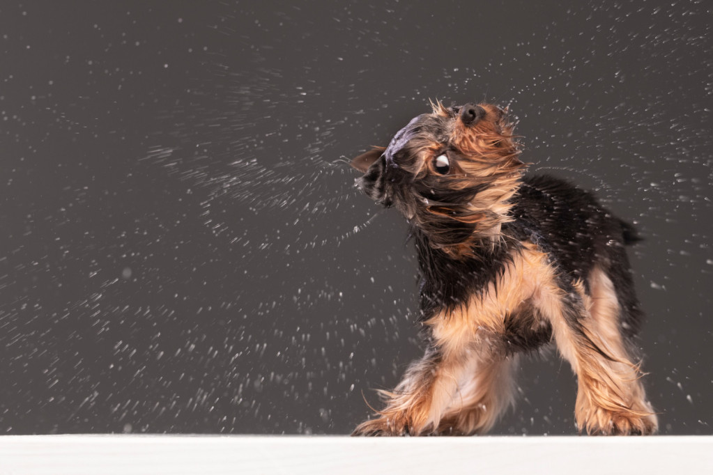 Rešenje koje niko nije očekivao: Ovaj pas ne voli kišu, pa je smislio kako da je izbegne kad treba da izađe napolje (VIDEO)
