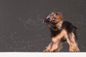Rešenje koje niko nije očekivao: Ovaj pas ne voli kišu, pa je smislio kako da je izbegne kad treba da izađe napolje (VIDEO)