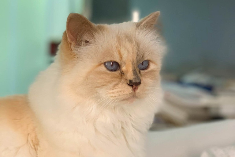 Mačka Šupet i zvanično pozvana na ovogodišnju Met Galu. Zašto je ljubimici pokojnog Lagerfelda ukazana ova čast?