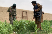 Talibani za godinu dana uspeli u onome što Amerikancima nije pošlo za rukom 20 godina: Drastičnim metodama smanjili izvoz opijuma