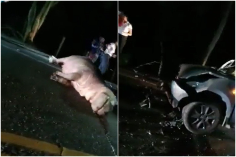 Stradao jedan od Eskobarovih "kokainskih nilskih konja" kada su ga udarila kola: Ni automobil nije prošao ništa bolje (VIDEO)