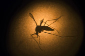 Argentina se bori protiv denga groznice: Sterilišu komarce i menjaju im DNK