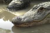 Muškarac ostao bez noge nakon što ga je napao ogromni aligator: Reptilu virilo stopalo iz čeljusti! (VIDEO)
