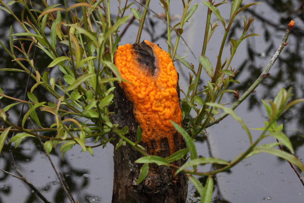 Šta se to pojavilo na beogradskom drveću? Čudna narandžasta masa od buba uplašila stanovnike glavnog grada (FOTO)
