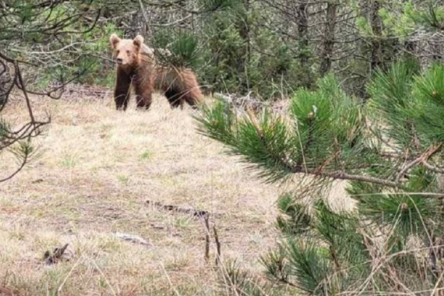 Panika u Sarajevu i okolini: Medved luta ulicama, lovci ga prate