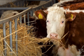 Agrarna Srbija uveze više mleka nego što izveze