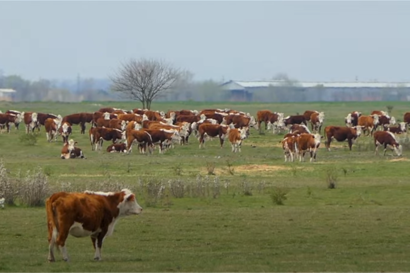 Njihove krave štalu vide samo u posebnim prilikama: Ovo je dobitna kombinacija, kaže Adam iz Ečke (FOTO/VIDEO)