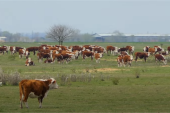 Njihove krave štalu vide samo u posebnim prilikama: Ovo je dobitna kombinacija, kaže Adam iz Ečke (FOTO/VIDEO)