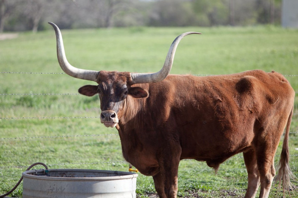 Krave pronađene bez jezika, a vlasti su posebno zapanjene ovim detaljima: Teksas pokušava da reši veliku misteriju