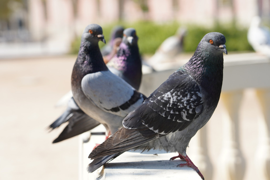 Bežaće glavom bez obzira: Pet trikova kojima ćete golubove zauvek oterati sa vaše terase