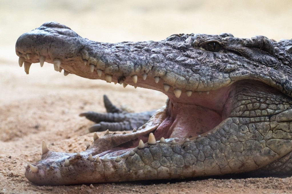 Tri mladića uhapšena jer su ukrala krokodila od 2,5 metara!