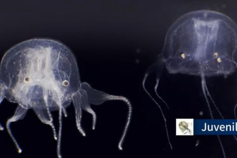 Pronađena meduza sa 24 oka! Ovo misteriozno stvorenje je jedno od najotrovnijih morskih životinja (FOTO/VIDEO)