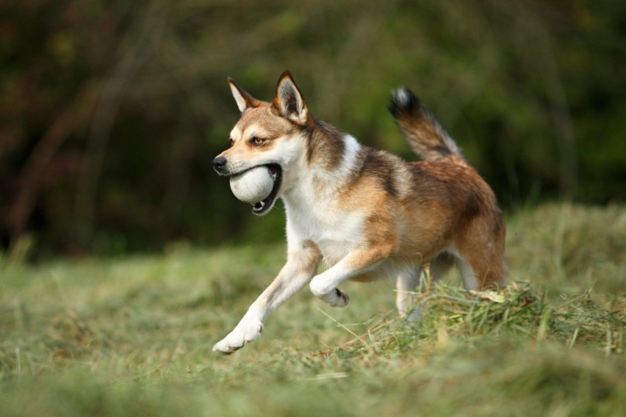 Kućnim ljubimcima biće dozvoljeno da uđu u više od 120 arheoloških lokaliteta širom Grčke, ali pod jednim uslovom!