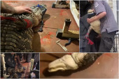 Aligatora od 2,4 metra držali u podrumu 10 godina: Spasioci ga jedva izvukli (VIDEO)