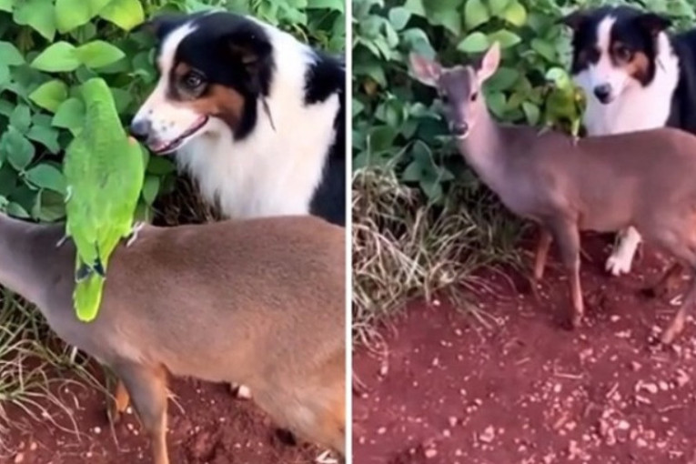 Neobično prijateljstvo osvojilo mreže: Ove tri životinje ne viđaju se često zajedno (VIDEO)