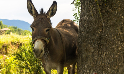 Od šale do bogatstva: Magarac iz Jagodine doneo sreću trojici prijatelja (FOTO)