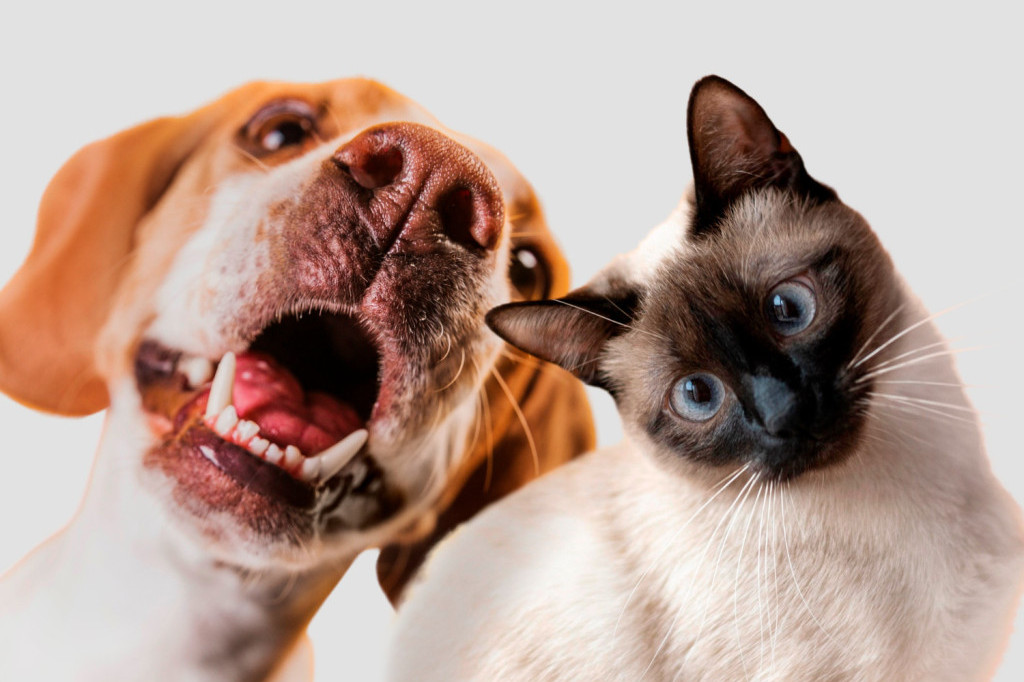 Donose veliku radost, ali da li psi mogu i da produže život svojih vlasnika