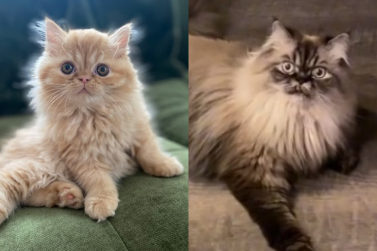 Odveli persijske mačke kod grumera, pa se šokirali kad su ih ponovo ugledali (VIDEO)