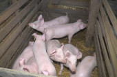 Hitnom reakcijom nadležnih sprečen nelegalni transport svinja u Raški