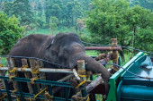 Jedan slon zadaje velike muke lokalcima: Tužna priča o Arikombanu koji je samo želeo da se vrati kući