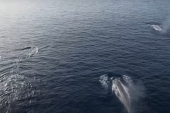 "Bili smo hipnotisani!": Otišli na pecanje, zatekli jato kitova kod ostrva Vis (VIDEO)