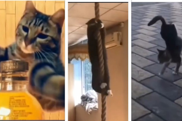 Ovo su nindža mačke: Jedna rešila psa iz jednog poteza, druga hoda po zidu, treća po žici kao obučeni specijalci (VIDEO)