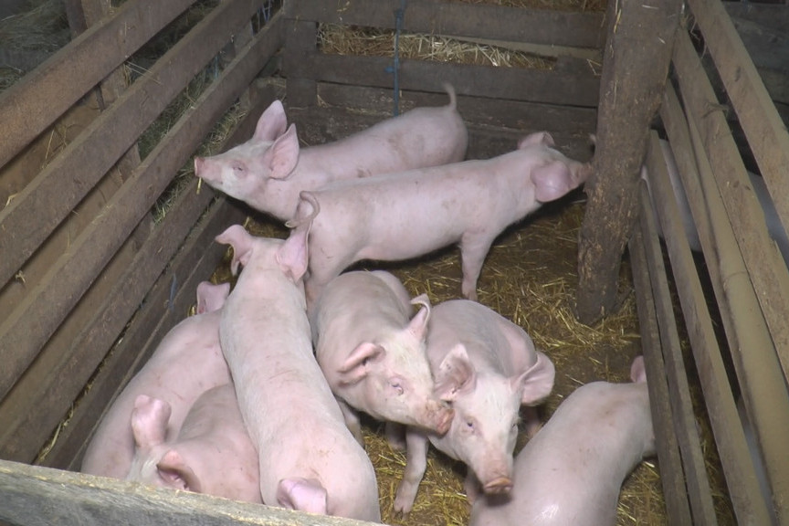Pomoć od 60.000 evra za brzu dijagnostiku afričke kuge svinja