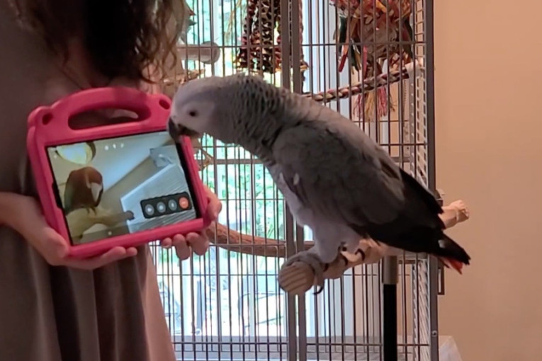 U naučnom eksperimentu papagaji naučili da koriste video-pozive