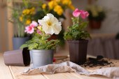 Prelepe, dekorativne i korisne: Ove tri biljke obavezno unesite u svoj dom - donose ljubav, sreću i zdravlje