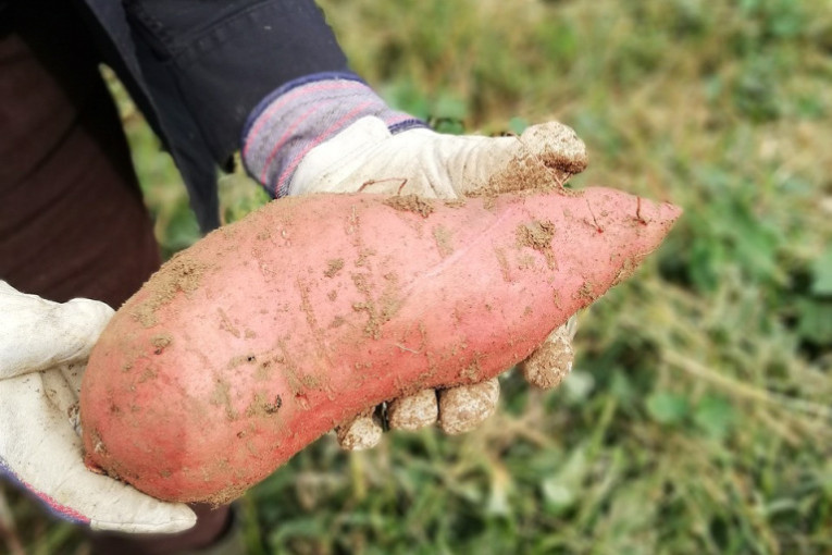 Gajenje slatkog krompira - batata unosan posao