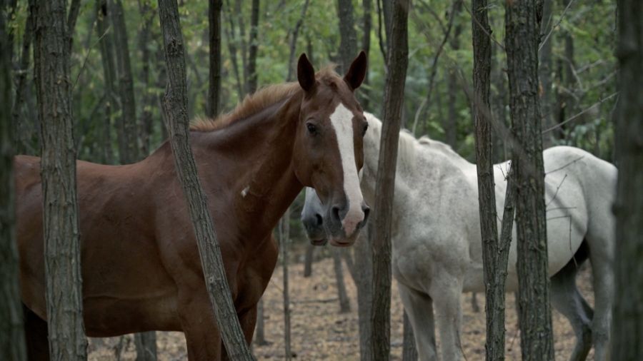 Dirljiv i potresan dokumentarac o ljudima koji brinu o umirućim konjima: „Na kraju puta“ najbolji na festivalu u Podgorici (FOTO)