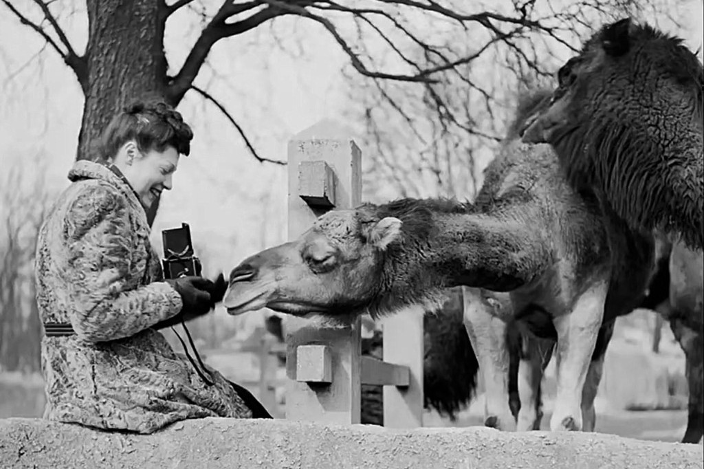 Krenula je iz Beograda i fotografijama životinja osvojila svet: Blistava karijera i jeziva smrt Ile Kofler (FOTO)