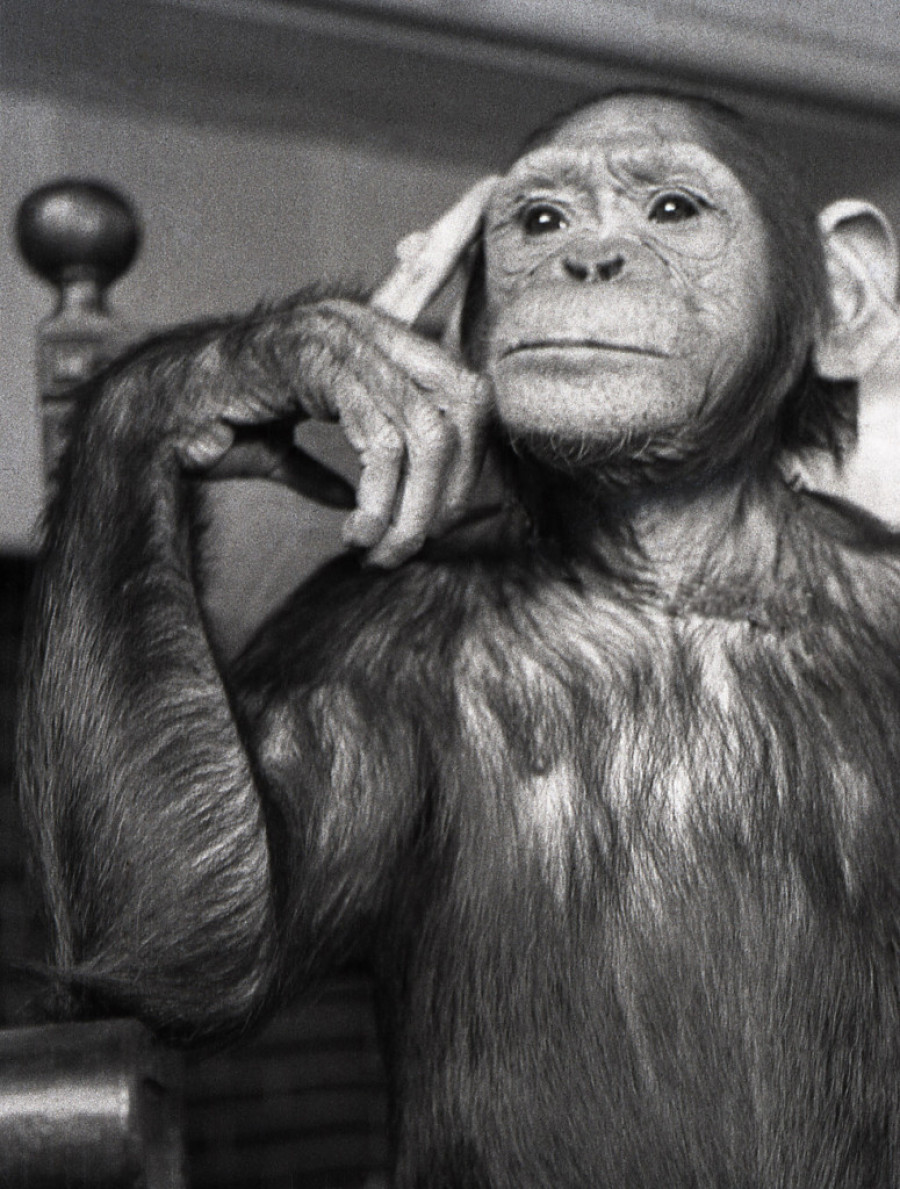 Krenula je iz Beograda i fotografijama životinja osvojila svet: Blistava karijera i jeziva smrt Ile Kofler (FOTO)