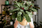 Prirodni čistači vazduha: Biljke koje čine čuda i brišu prašinu