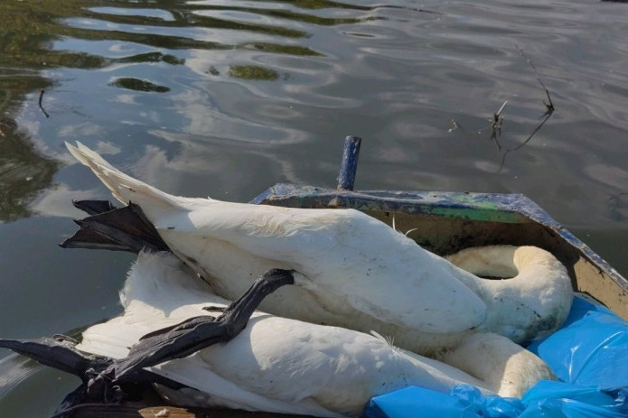 Pomor labudova na levoj obali Dunava: Mrtve ptice pronađene u Beljarici - sumnja se na trovanje? (FOTO)