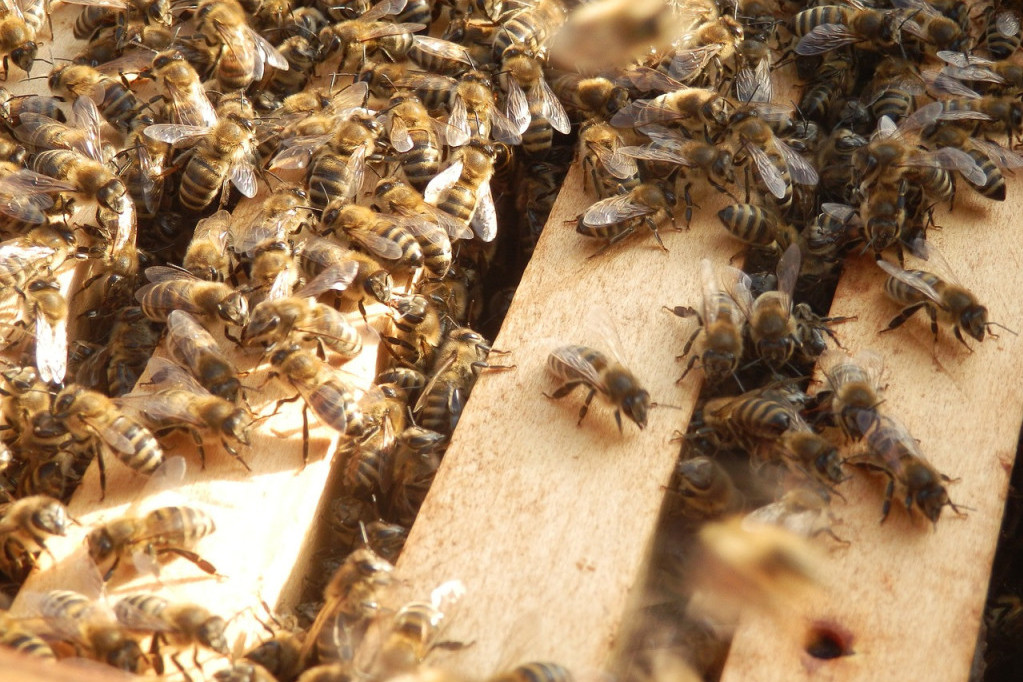 Pčele umiru po celom svetu zbog herbicida, pesticida i ekoloških problema