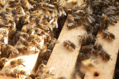 (UZNEMIRUJUĆI SADRŽAJ) Roj pčela napao i ubio šestoro ljudi: Preživeli pad autobusa u jarugu, a onda su se insekti razjarili