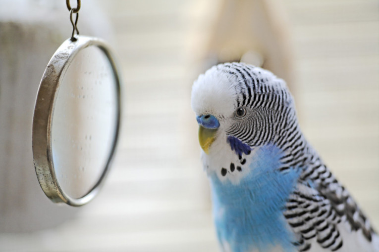 Zašto ptice treba da imaju ogledalo u kavezu? Nekad je korisno, a postoje situacije i kada ga treba skloniti