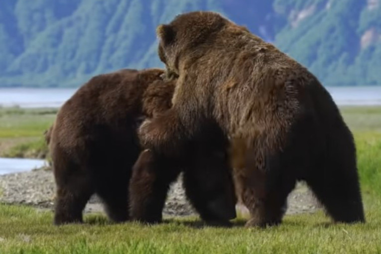 Dva grizlija se potukla zbog ženke na Aljasci: Krvava borba trajala 8 minuta, evo ko je pobedio! (VIDEO)