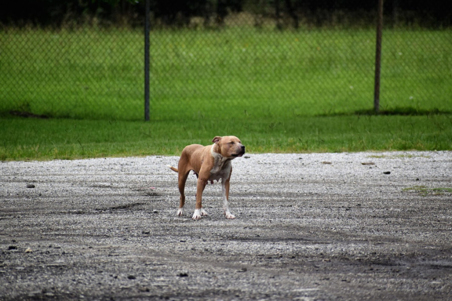 Da li su pojedine rase agresivne ili ih vlasnici nauče da budu takvi: Ko je kriv kad pas ubije čoveka?
