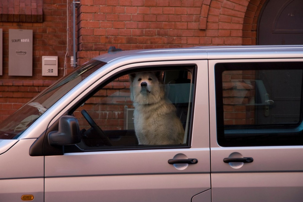 Vozač kažnjen kada se videlo da pas sedi za volanom! (FOTO)