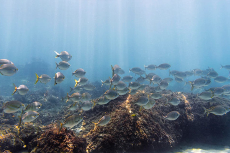 Akvamen stvarno postoji: Oman privlači ribe kao magnet - ajkule, raže i delfini ne mogu da mu odole