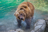 Medved pojeo ribara, čizme mu virile iz čeljusti
