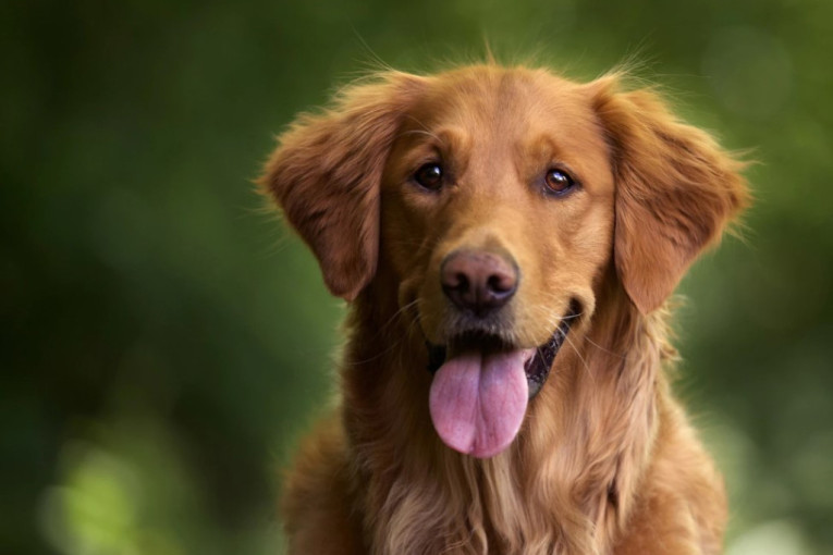 Mačka beži od vode glavom bez obzira? Veterinari otkrivaju kako da je održavate čistom i bez kupanja