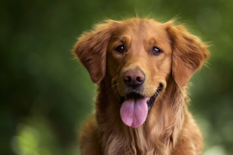 Čitanje emocija kroz izraze lica: Posmatajte psa i otkrijte tajne njegovih misli - šta nam studija otkriva?