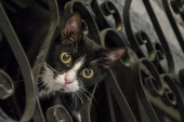 Mačke postaju saveznici u borbi protiv kriminala zahvaljujući novoj metodi testiranja DNK
