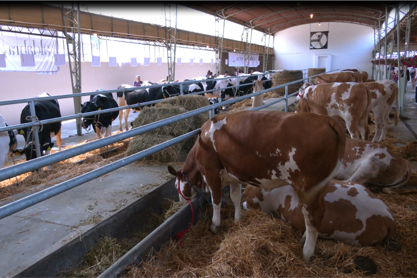 Kao da je trkački konj: Za tele dali 130.000 evra