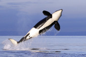Orke iznenadile posmatrače na obali Kalifornije: Grupa od 10 kitova skakala u vazduh i napravila nezaboravnu atmosferu