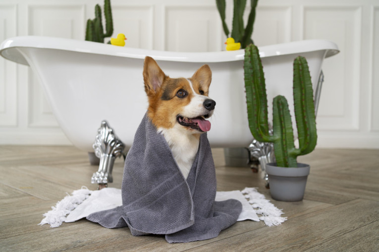 Sigurnost na prvom mestu: Veterinarka otkriva zašto je važno držati pse van kupatila